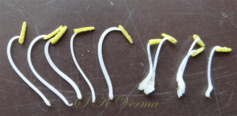  Stamens
